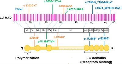 Merosin-deficient congenital muscular dystrophy type 1a: detection of LAMA2 variants in Vietnamese patients